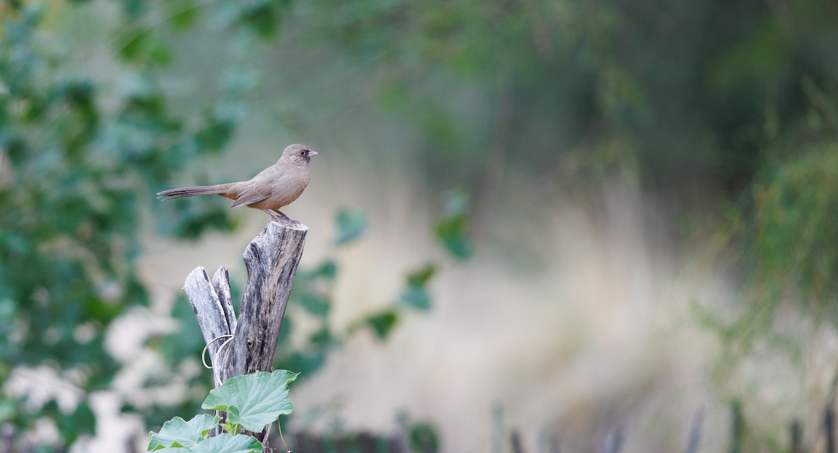 Tohi d'Abert - ML643191199