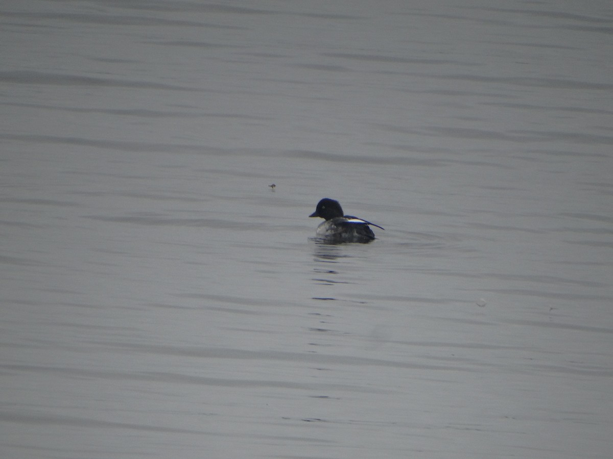 Common Goldeneye - ML643191206