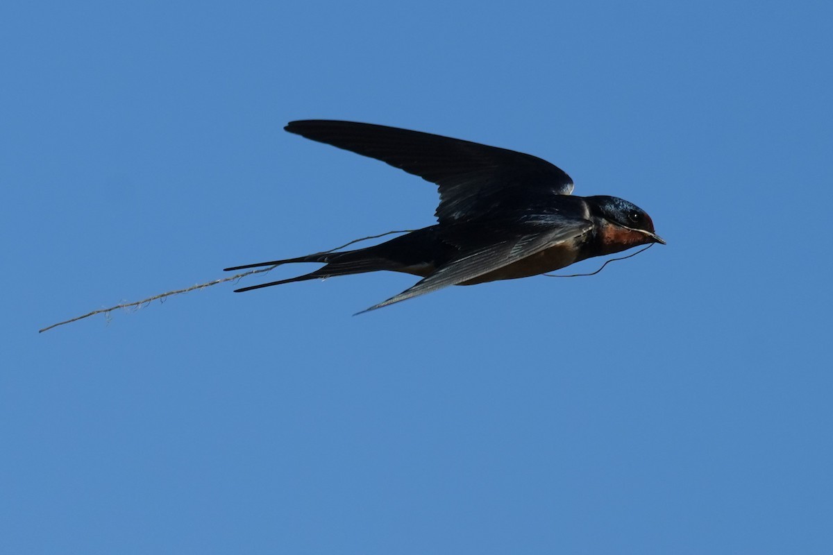 Hirondelle rustique - ML643191212