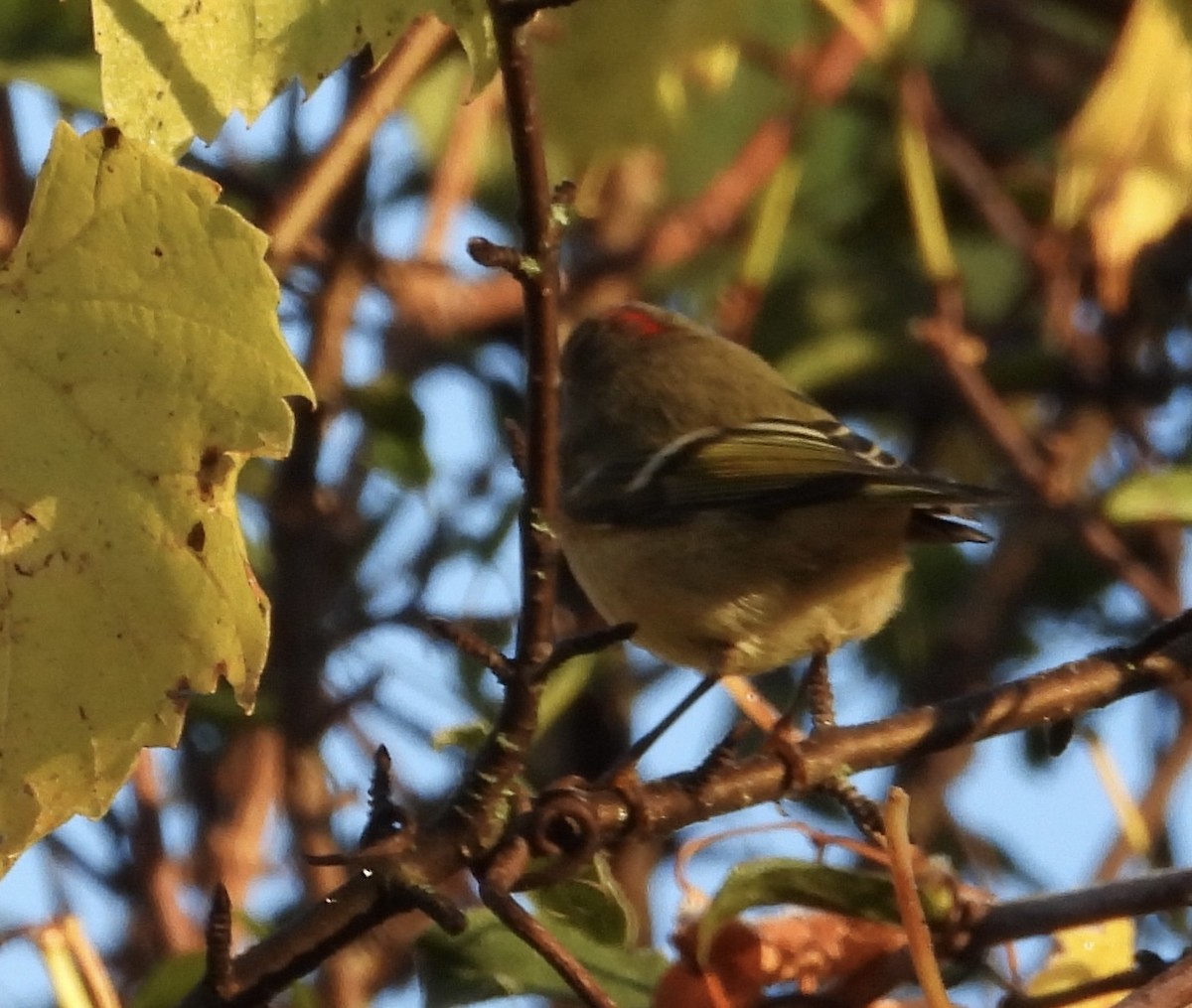 Ruby-crowned Kinglet - ML643191217