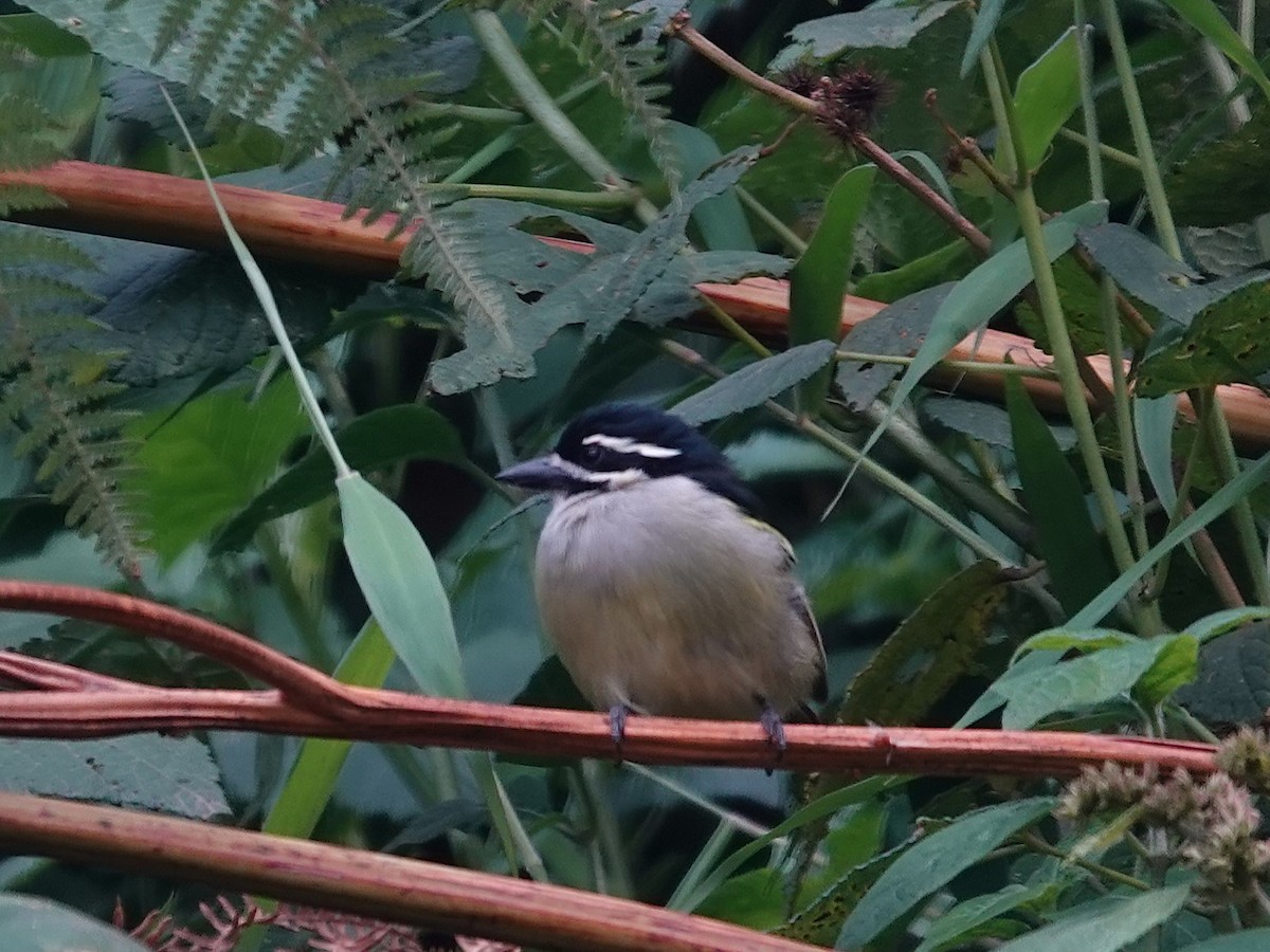 Yellow-rumped Tinkerbird (Yellow-rumped) - ML643191229