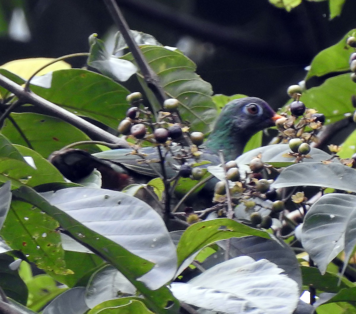 Jambu Fruit-Dove - ML643191235