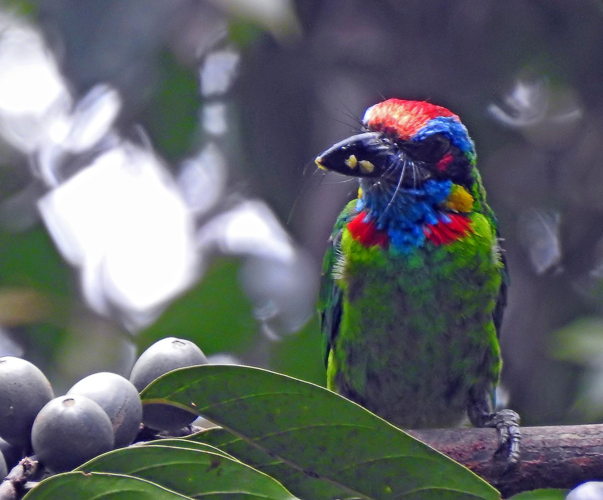 Red-crowned Barbet - ML643191251