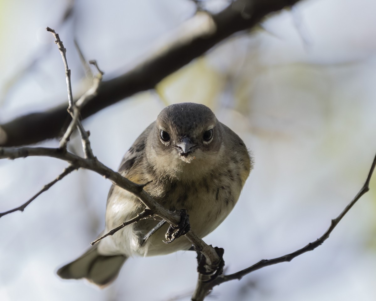 Yellow-rumped Warbler - ML643191252