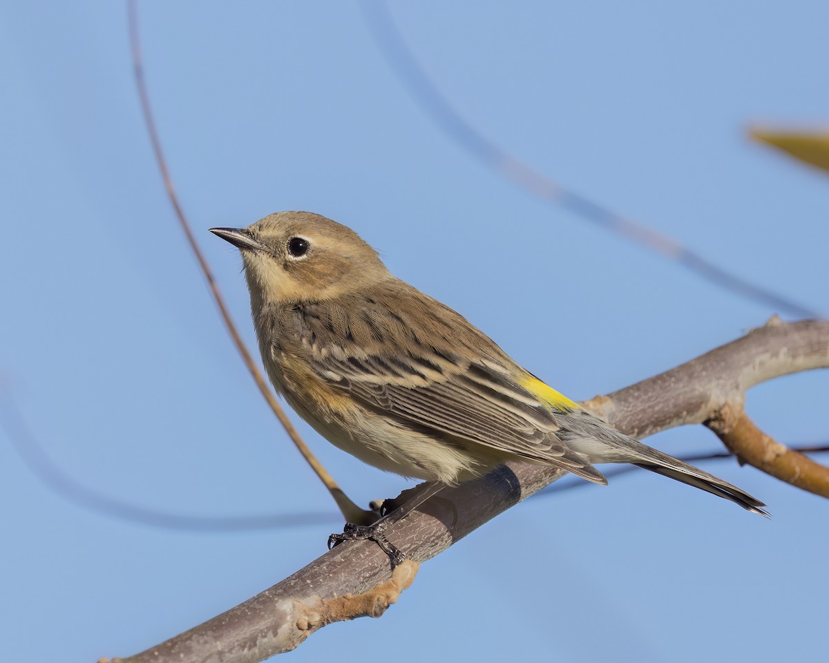 Yellow-rumped Warbler - ML643191253