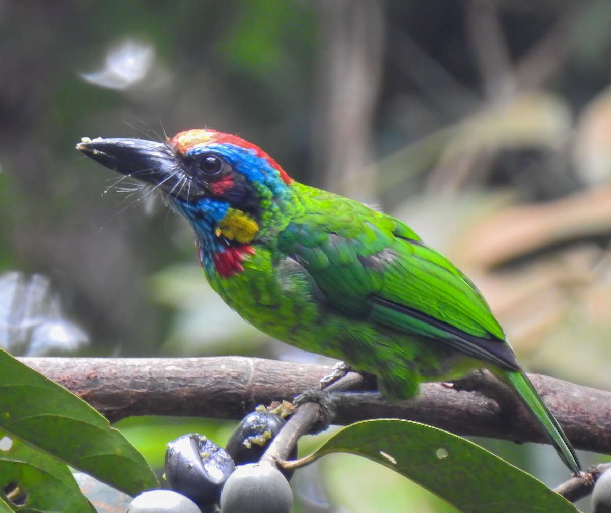 Red-crowned Barbet - ML643191262