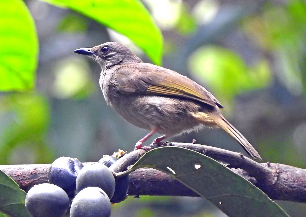Olive-winged Bulbul - ML643191269