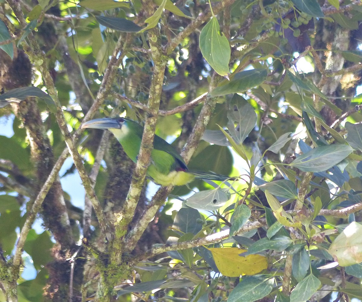 Blue-banded Toucanet - ML643191296