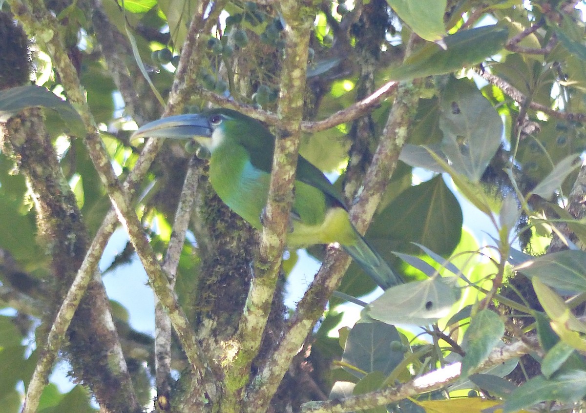 Blue-banded Toucanet - ML643191304