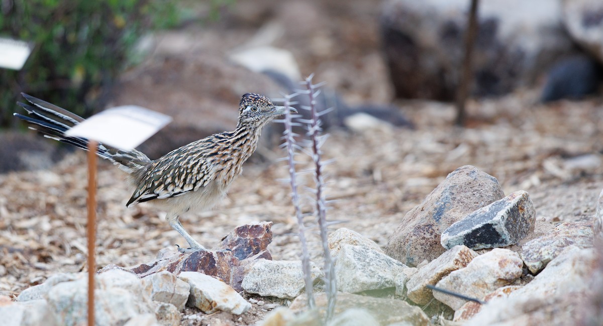 Grand Géocoucou - ML643191309