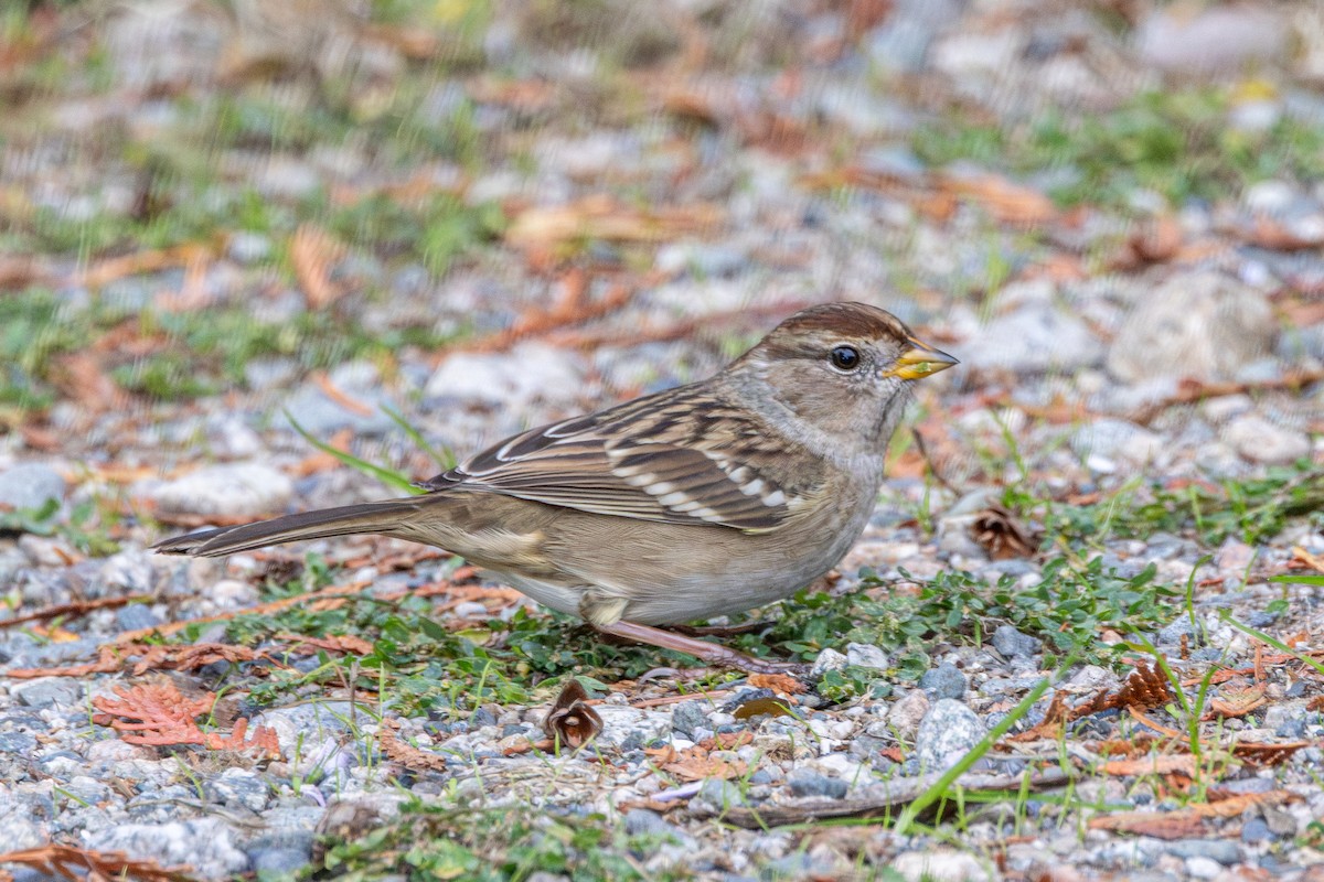 White-crowned Sparrow - ML643191323