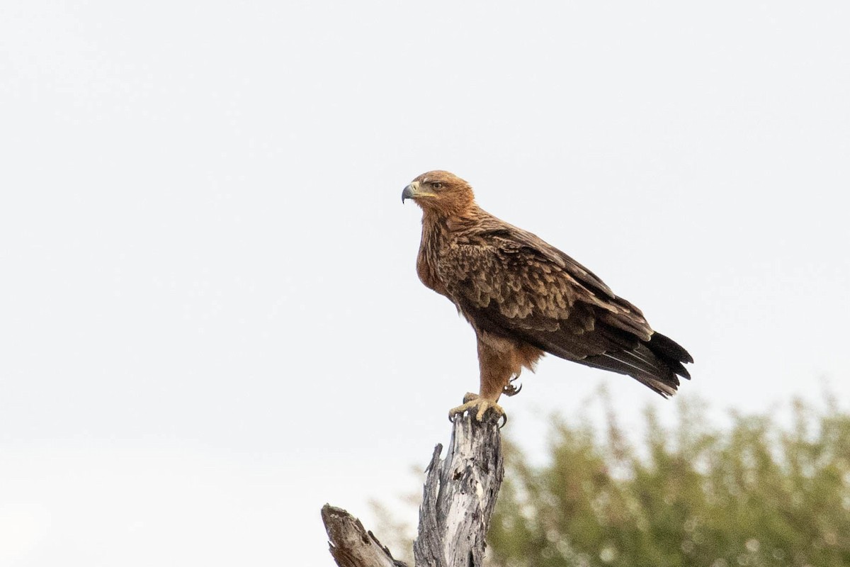 Tawny Eagle - ML643191326