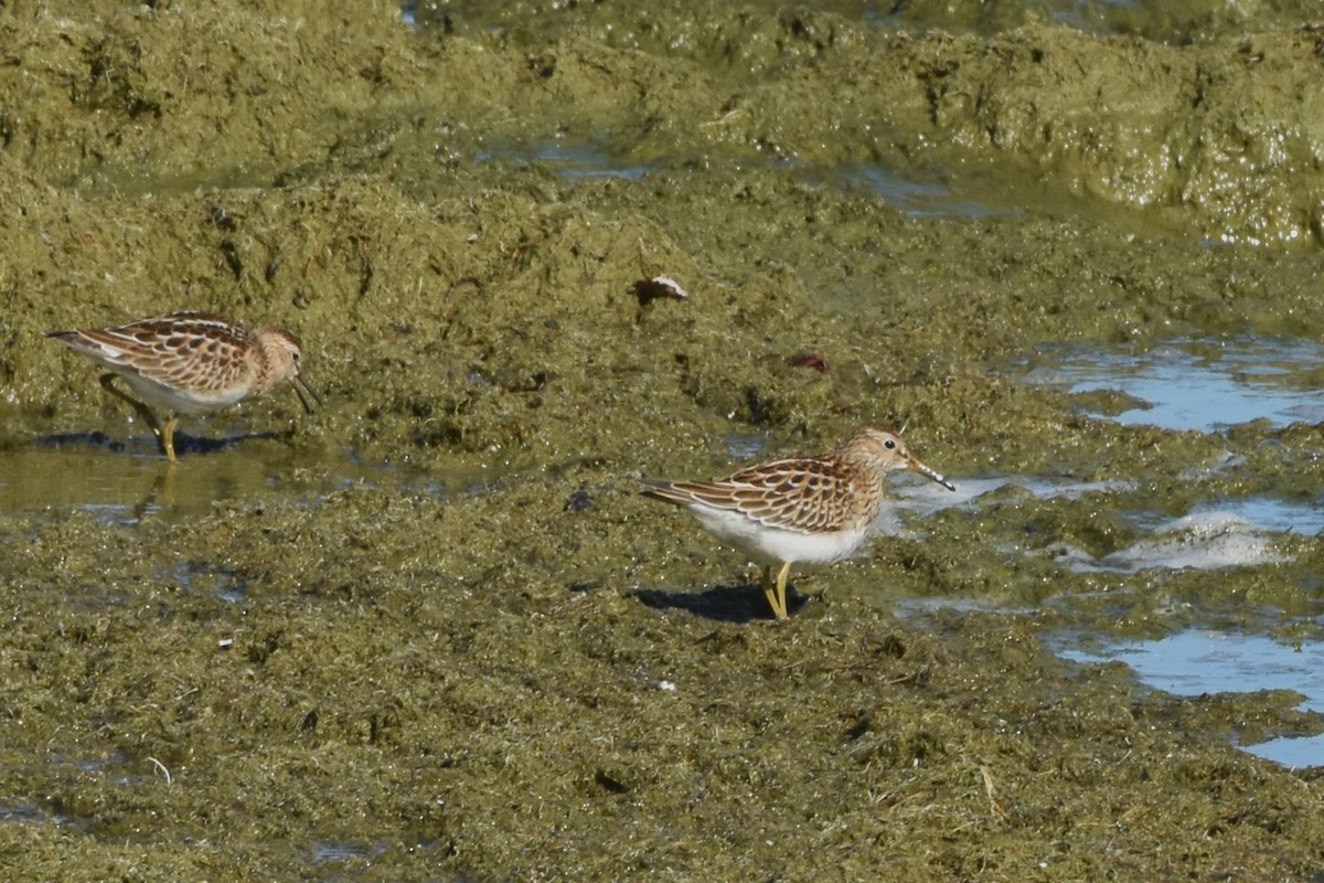 Pectoral Sandpiper - ML643191330
