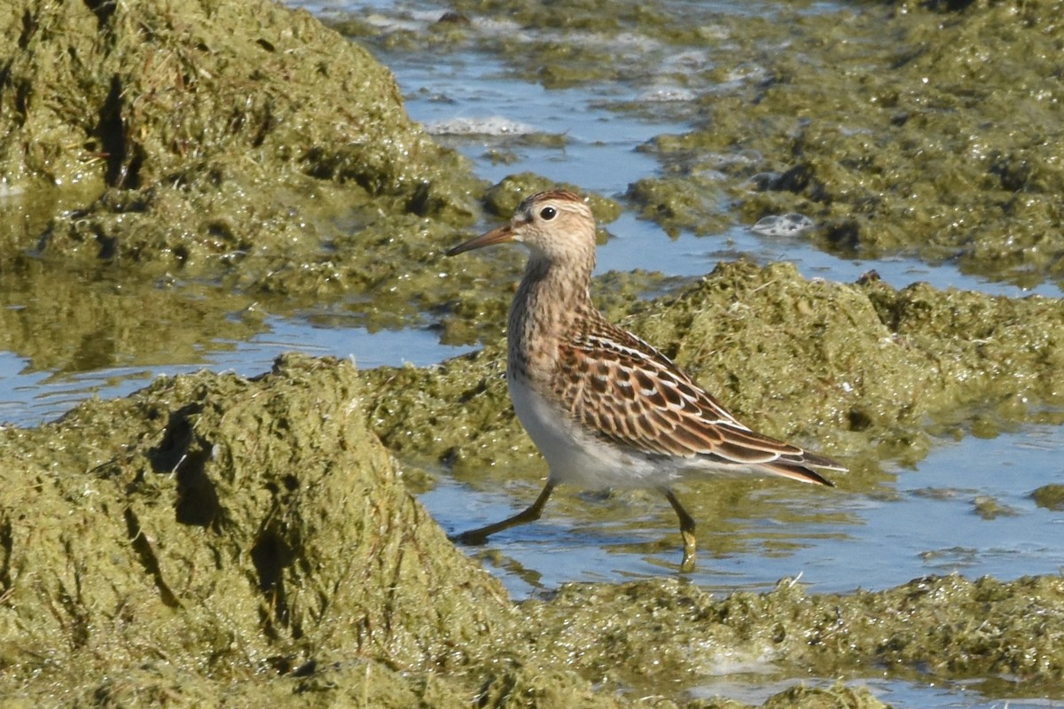 Pectoral Sandpiper - ML643191337
