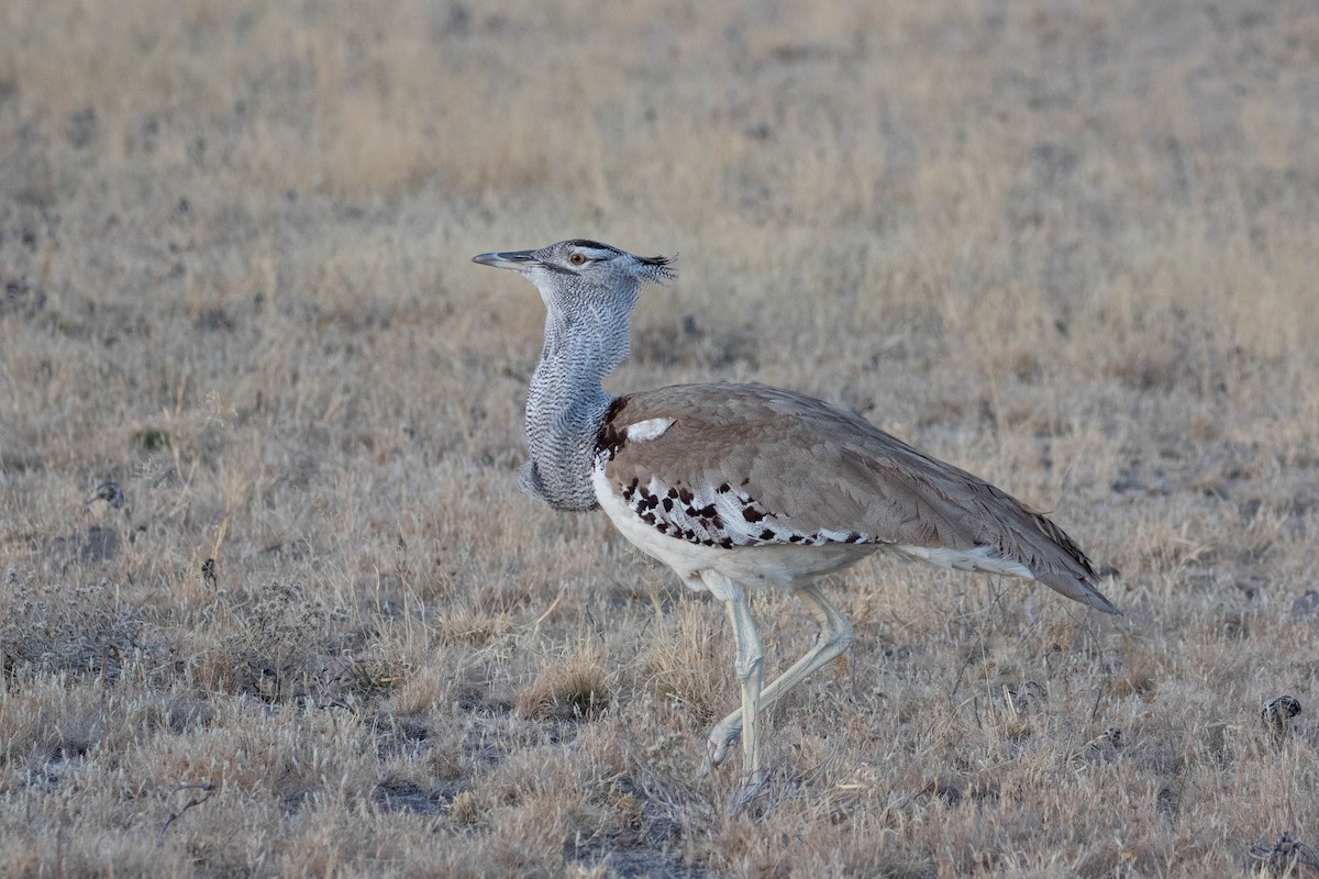 Kori Bustard - ML643191342