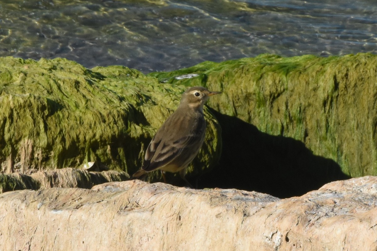 American Pipit - ML643191351