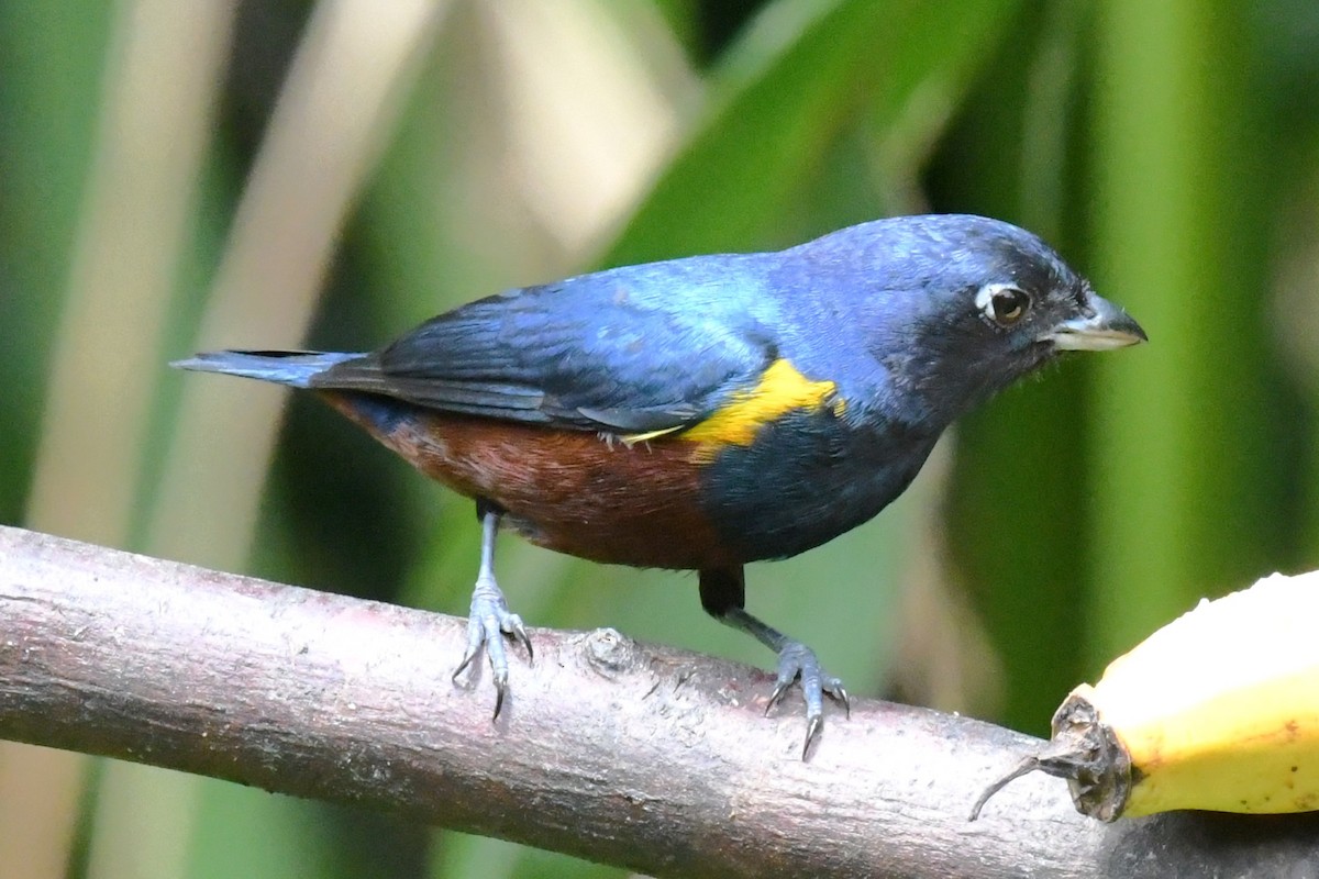 Chestnut-bellied Euphonia - ML643191360