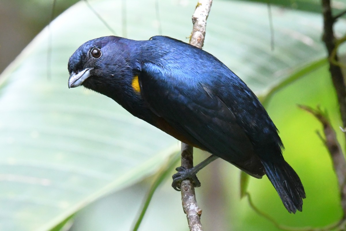 Chestnut-bellied Euphonia - ML643191361
