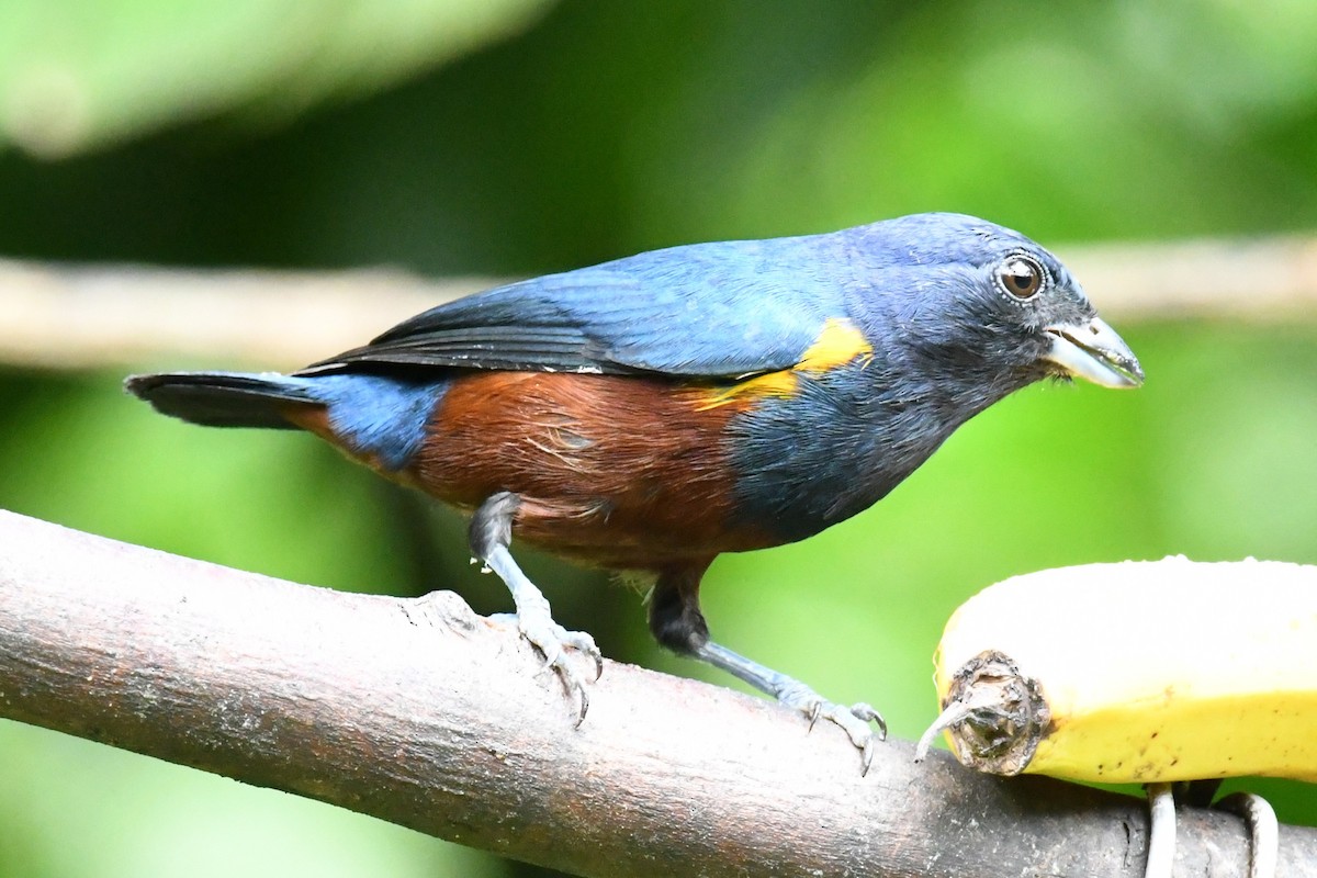 Chestnut-bellied Euphonia - ML643191362