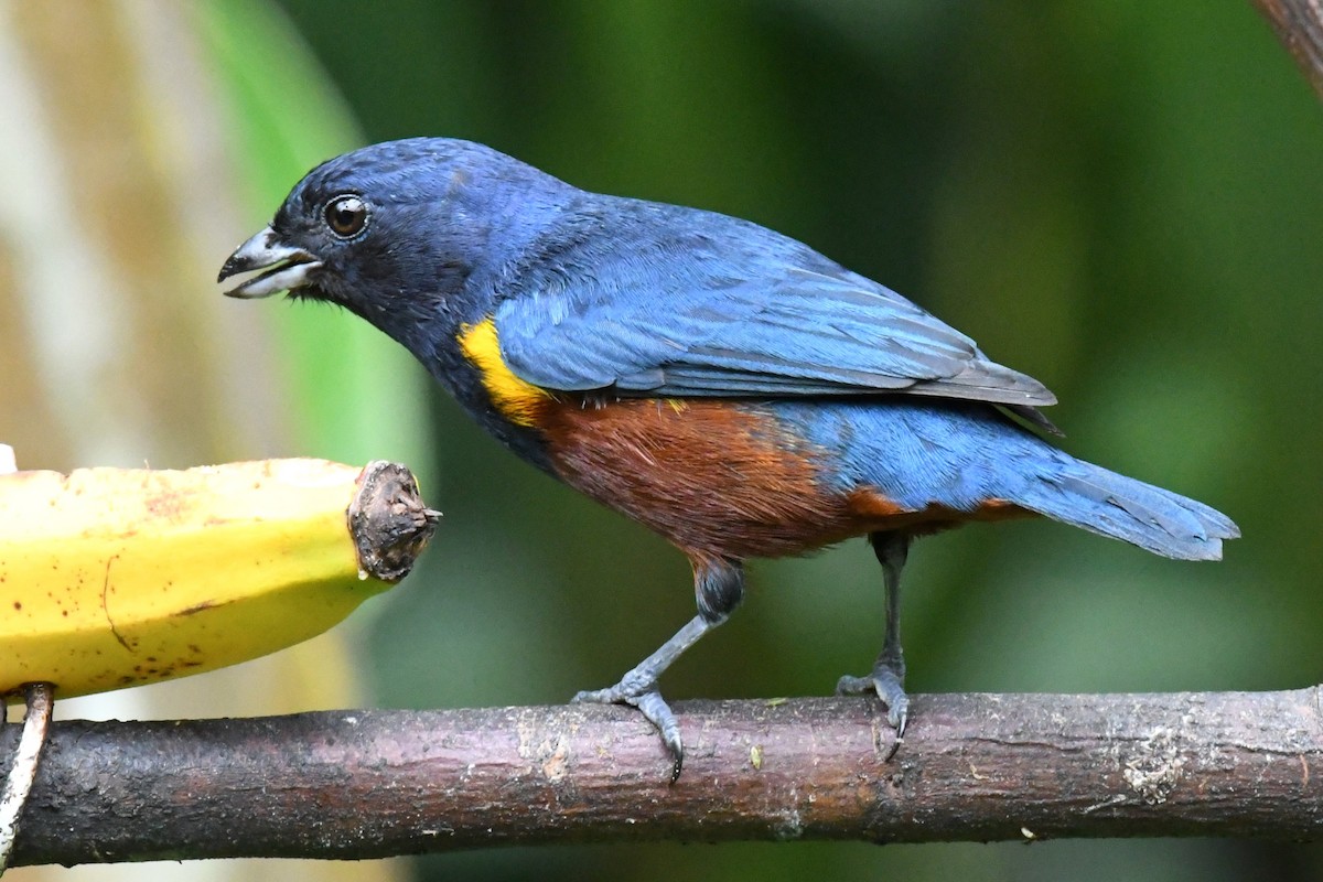 Chestnut-bellied Euphonia - ML643191363