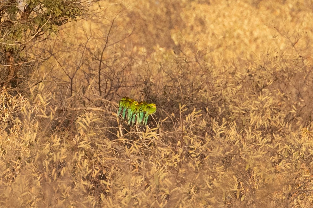 Swallow-tailed Bee-eater - ML643191372