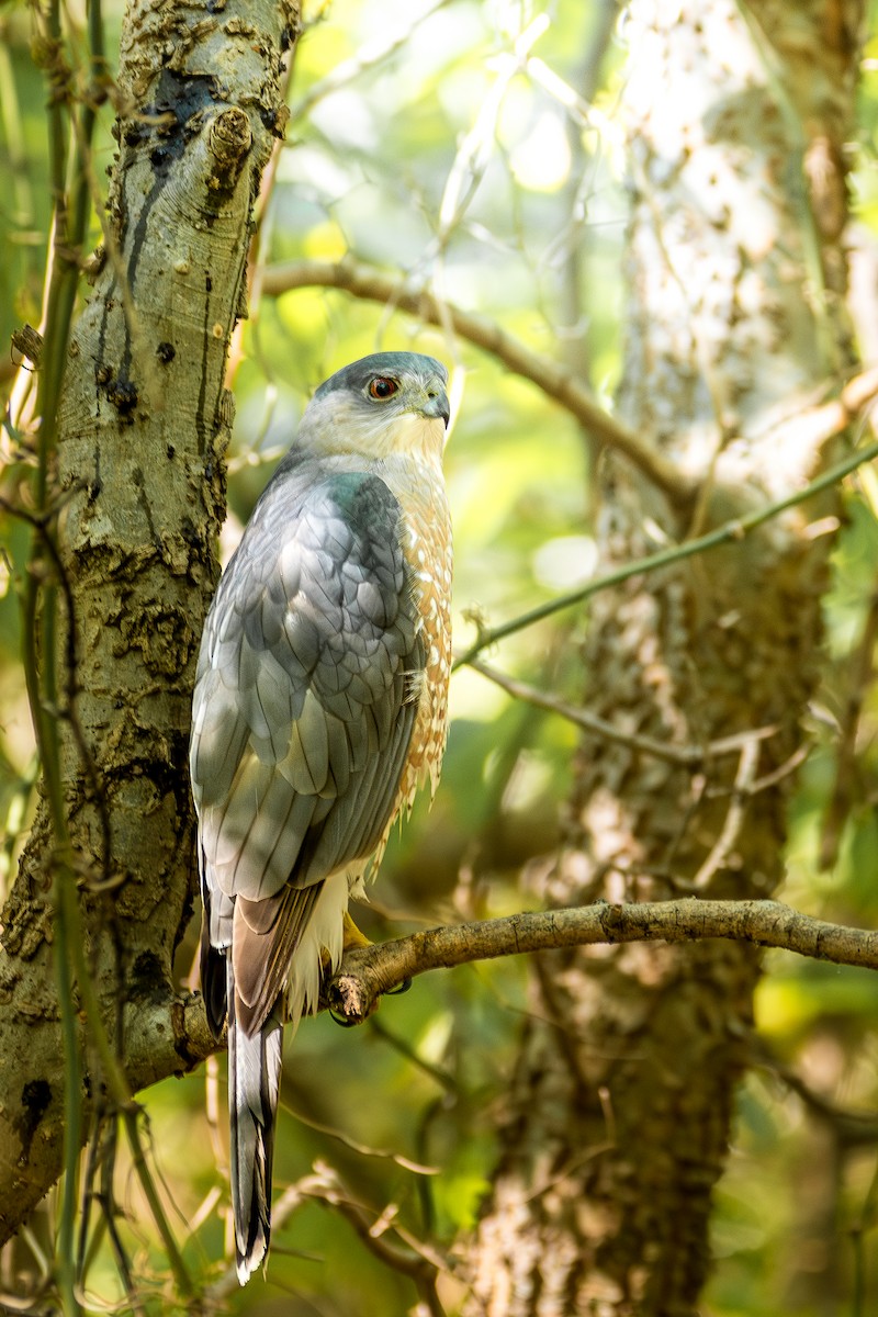 Cooper's Hawk - ML643191388