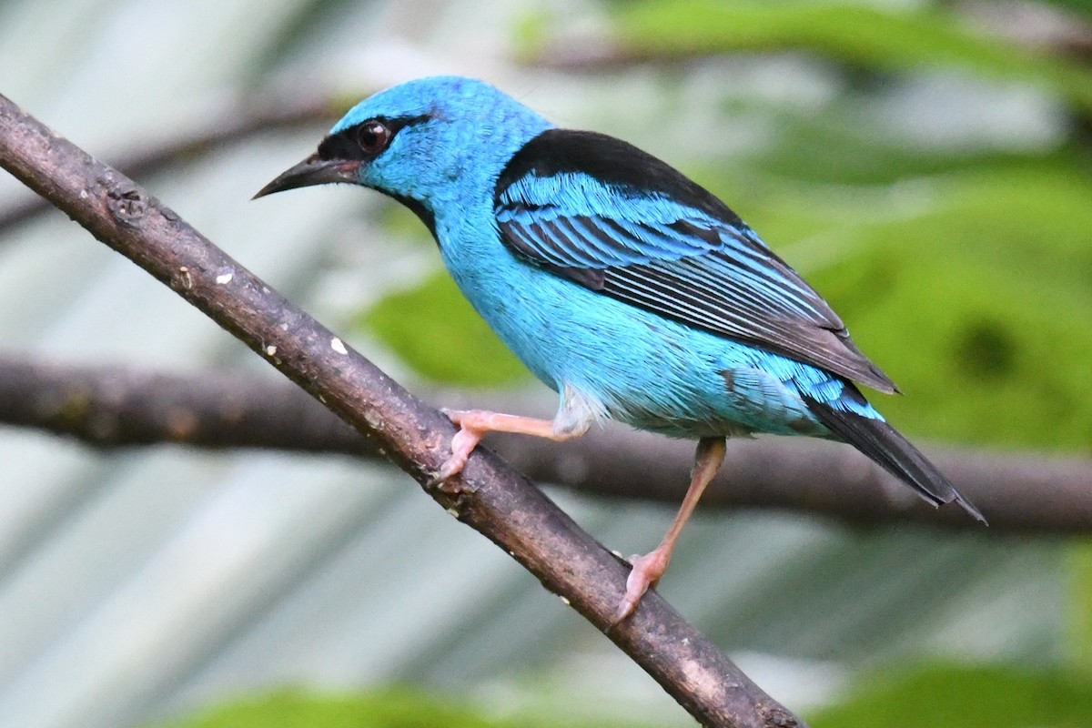 Blue Dacnis - ML643191402
