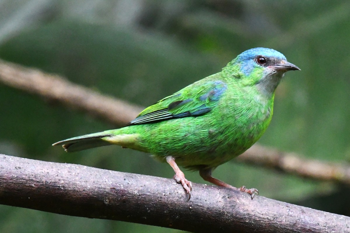Blue Dacnis - ML643191403