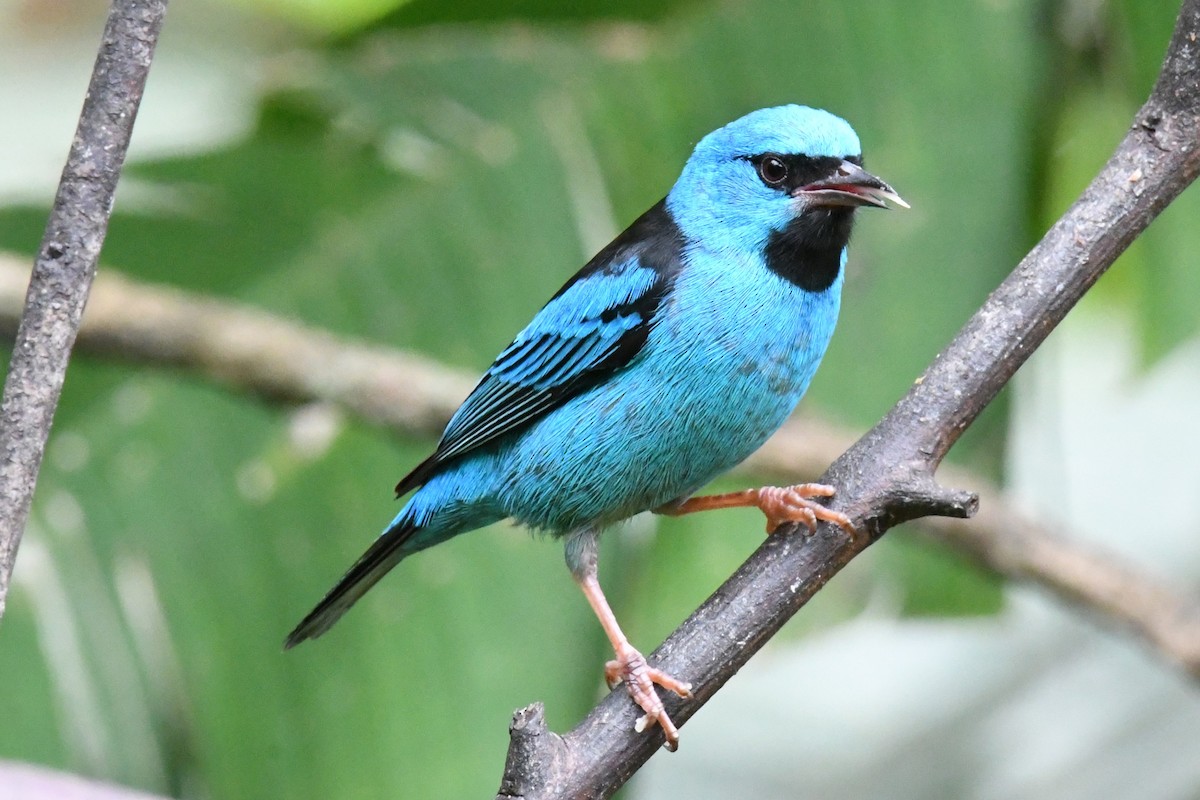 Blue Dacnis - ML643191404