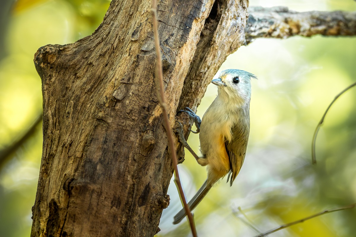 Black-crested Titmouse - ML643191406