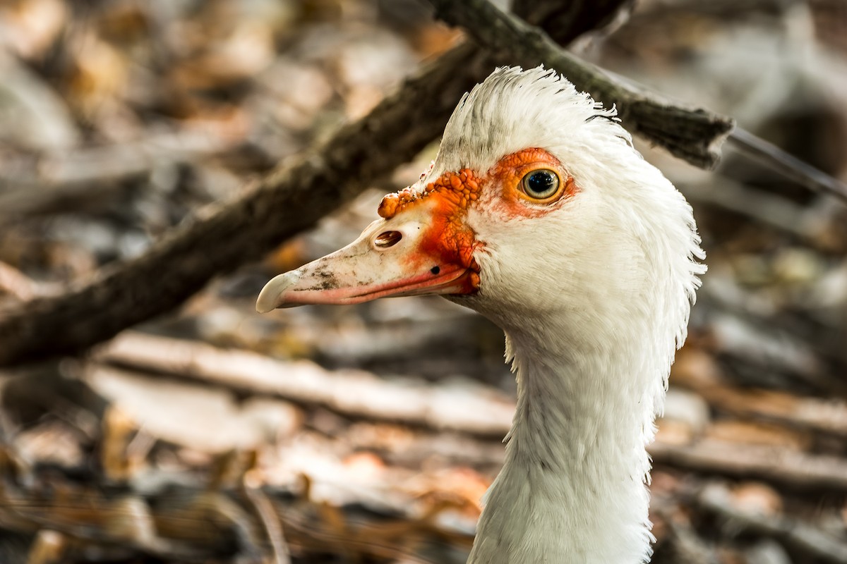 Muscovy Duck (Domestic type) - ML643191416