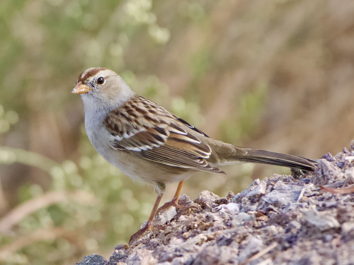White-crowned Sparrow (Gambel's) - ML643191420