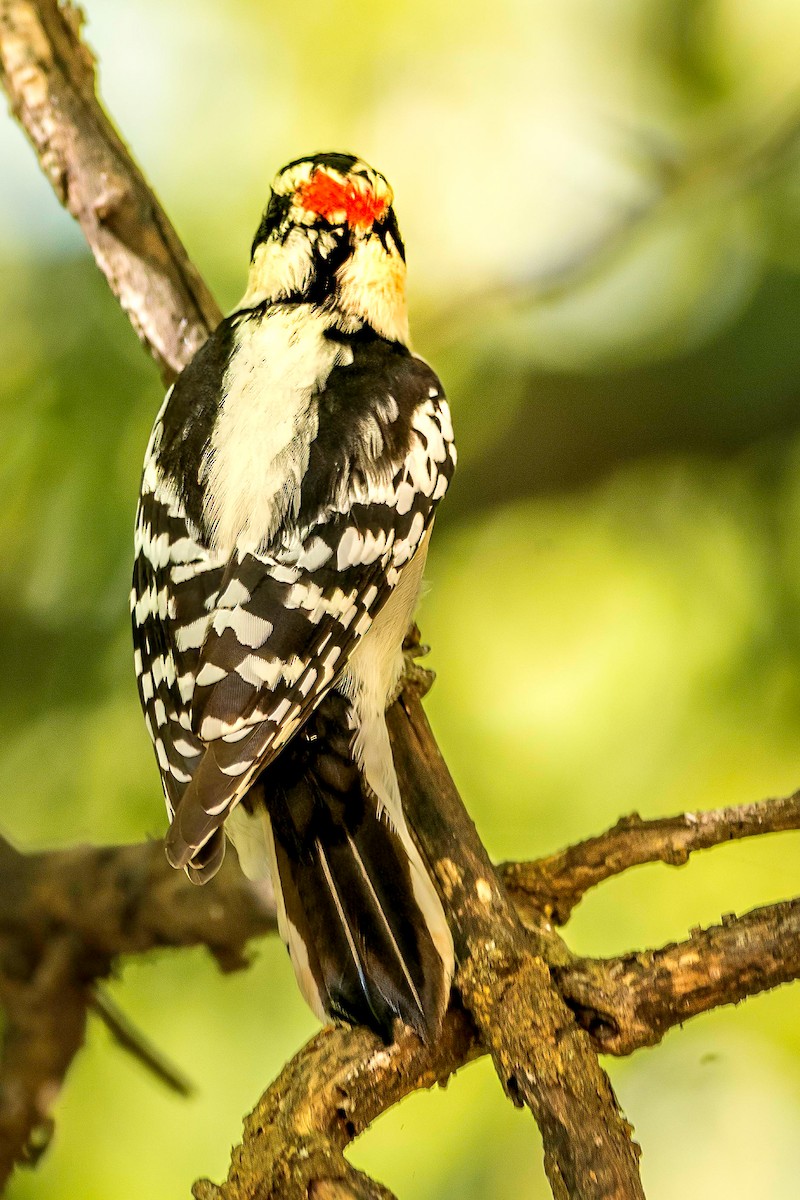 Downy Woodpecker - ML643191423