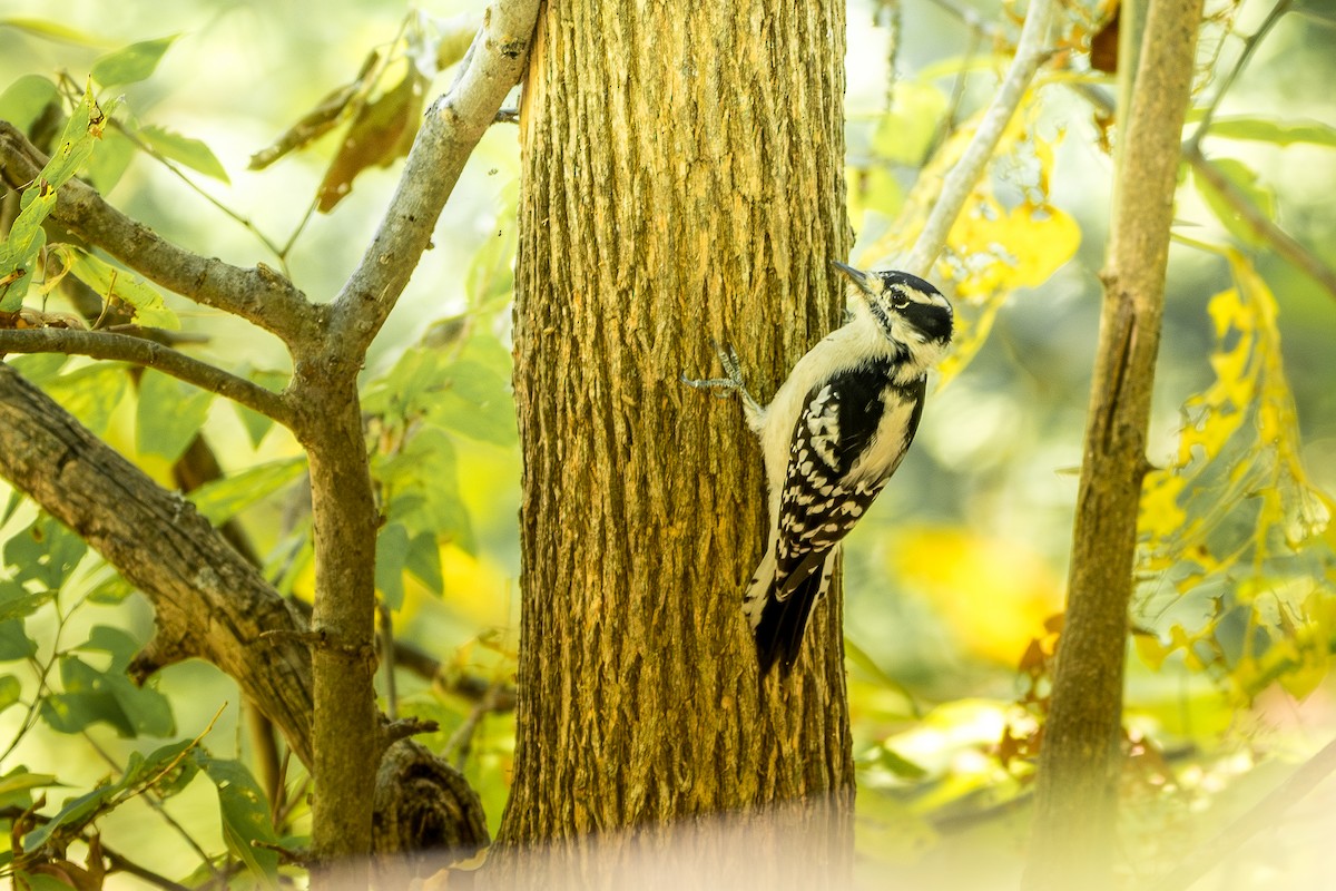 Downy Woodpecker - ML643191424