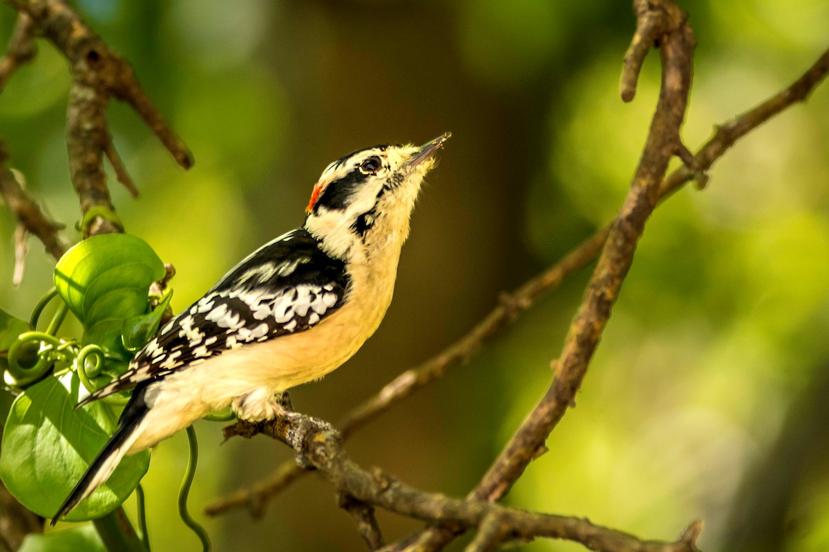 Downy Woodpecker - ML643191425