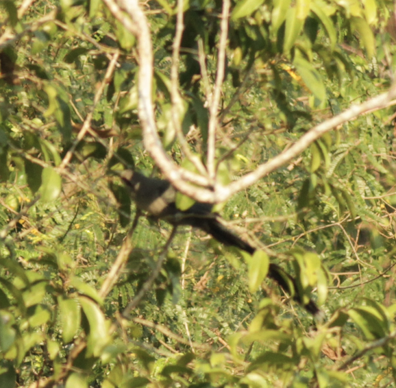 Green-billed Malkoha - ML643191438