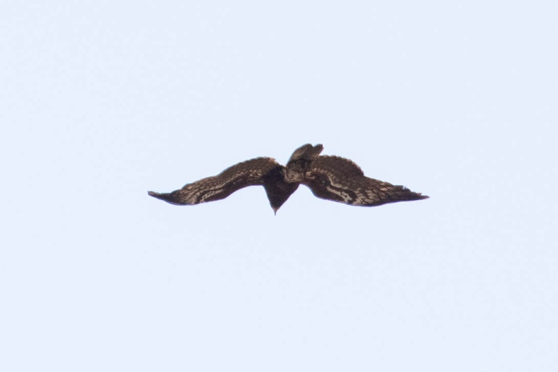 African Harrier-Hawk - ML643191439