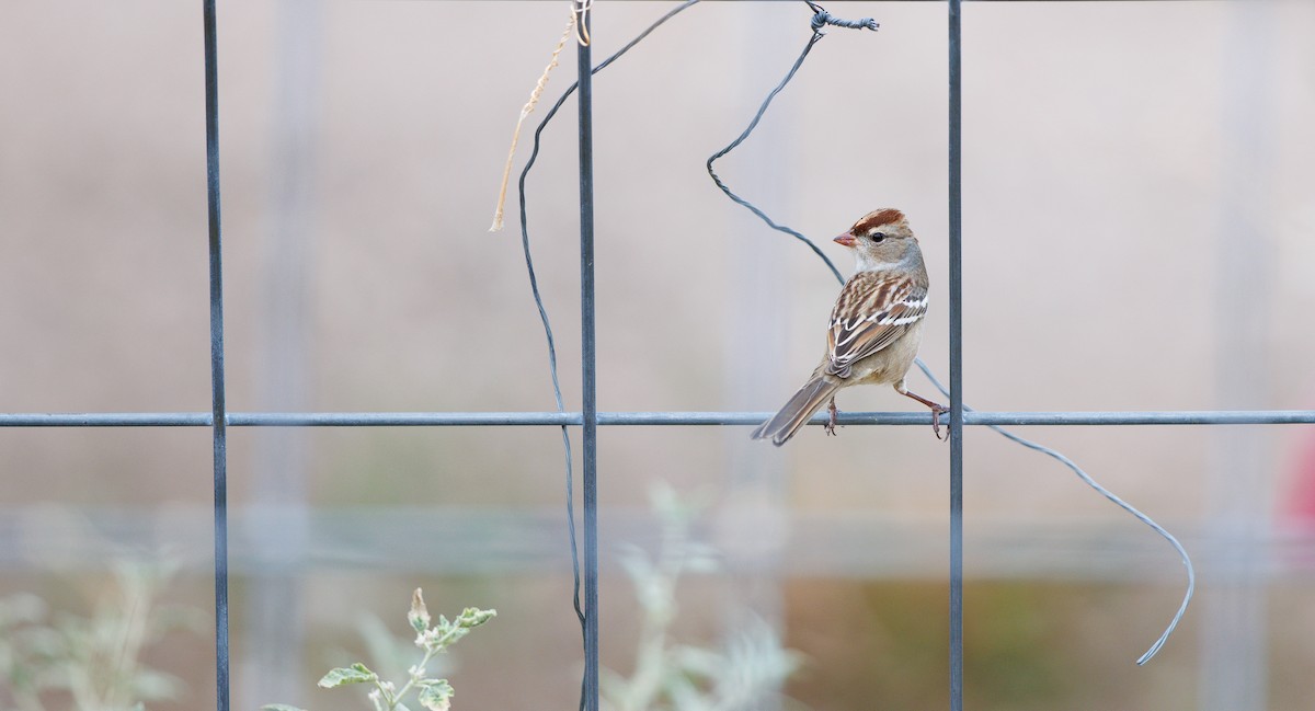 White-crowned Sparrow (Dark-lored) - ML643191450