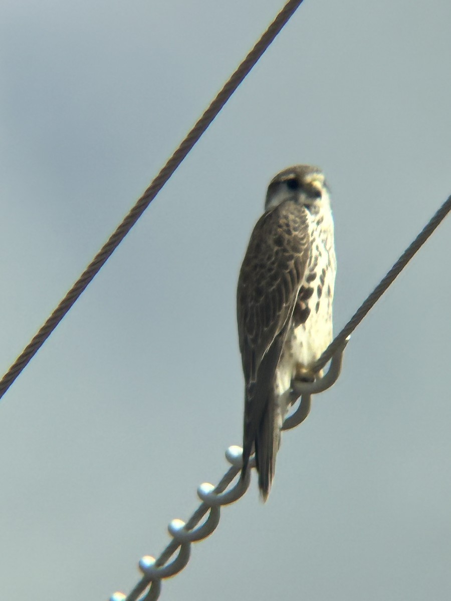 Prairie Falcon - ML643191453