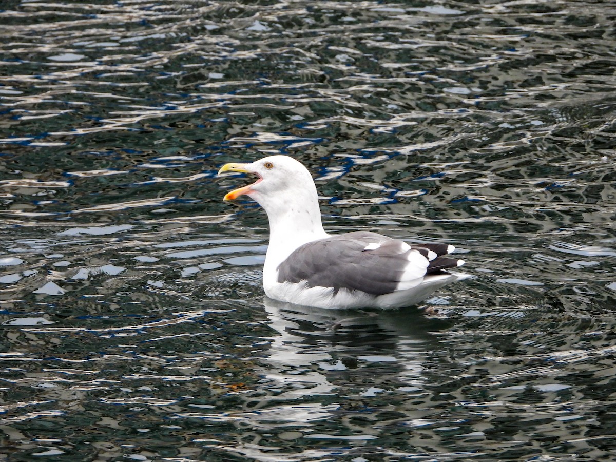Westmöwe - ML643191455