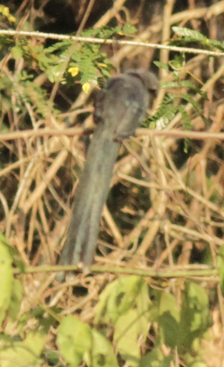 Green-billed Malkoha - ML643191456