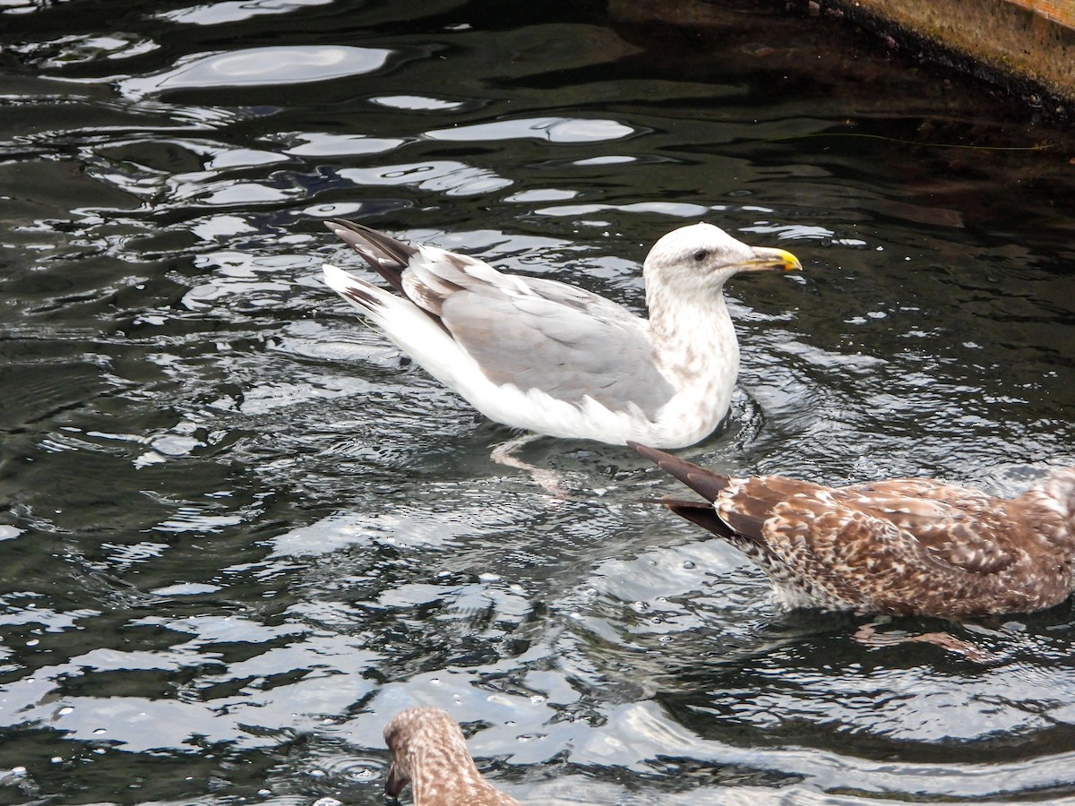 American Herring Gull - ML643191458