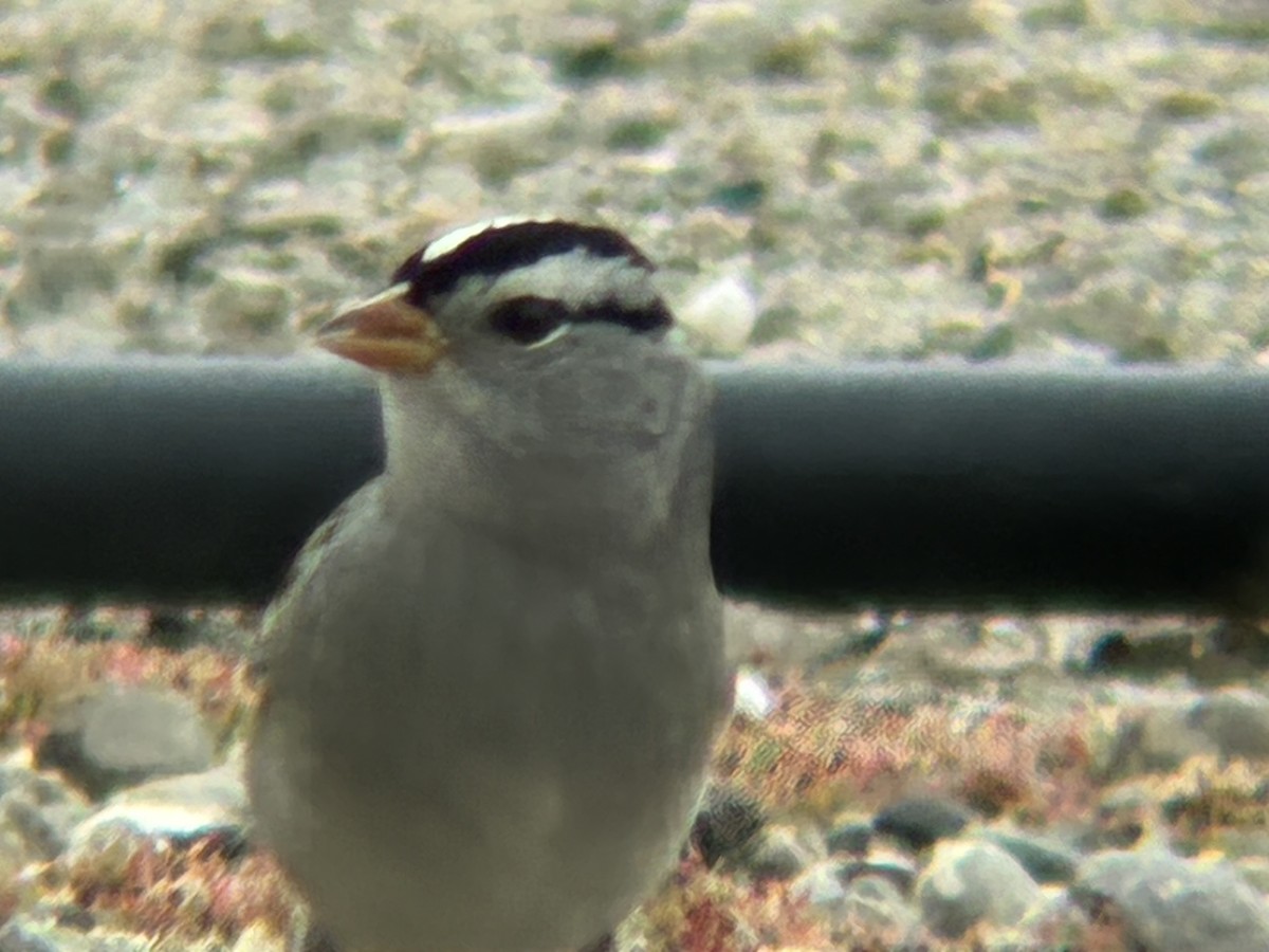 White-crowned Sparrow - ML643191474