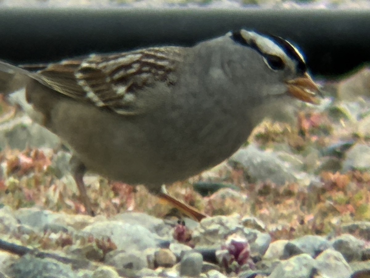 White-crowned Sparrow - ML643191475