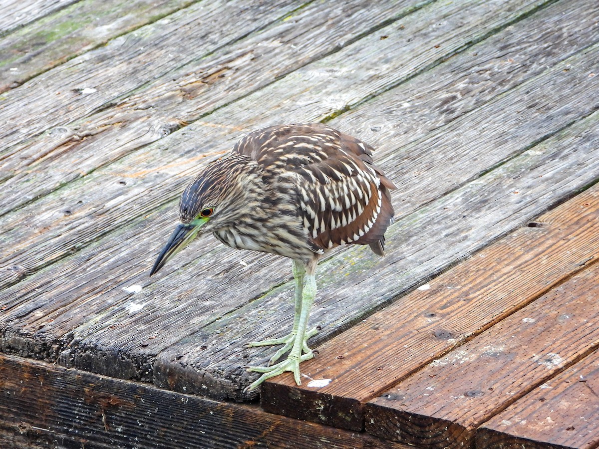 Black-crowned Night Heron - ML643191477