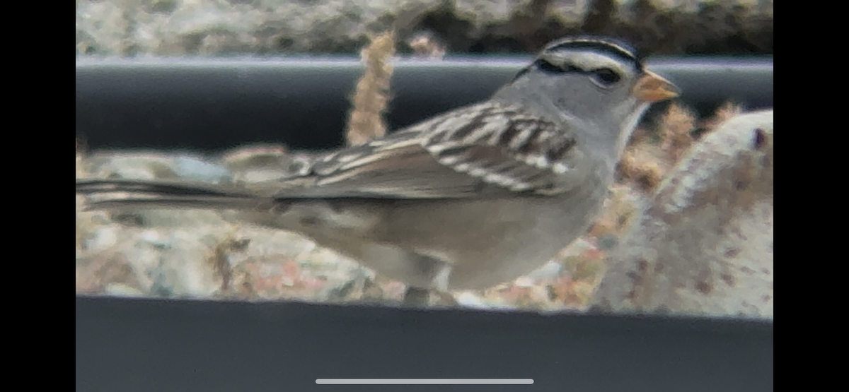 White-crowned Sparrow - ML643191479
