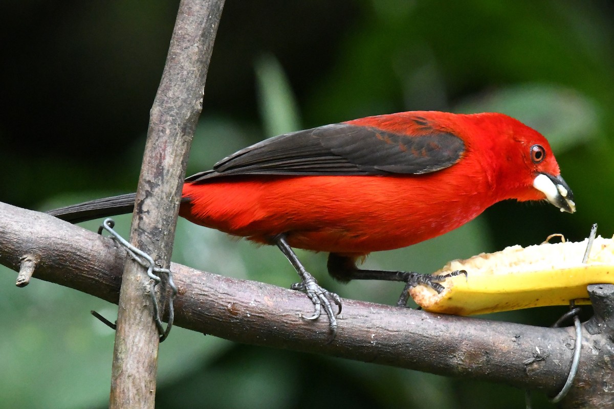 Brazilian Tanager - ML643191480