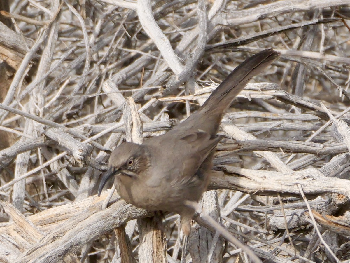 Crissal Thrasher - ML643191489