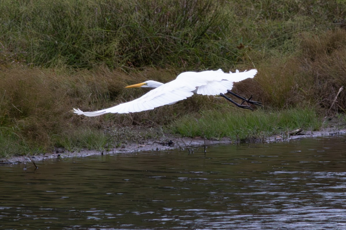 Great Egret - ML643191499