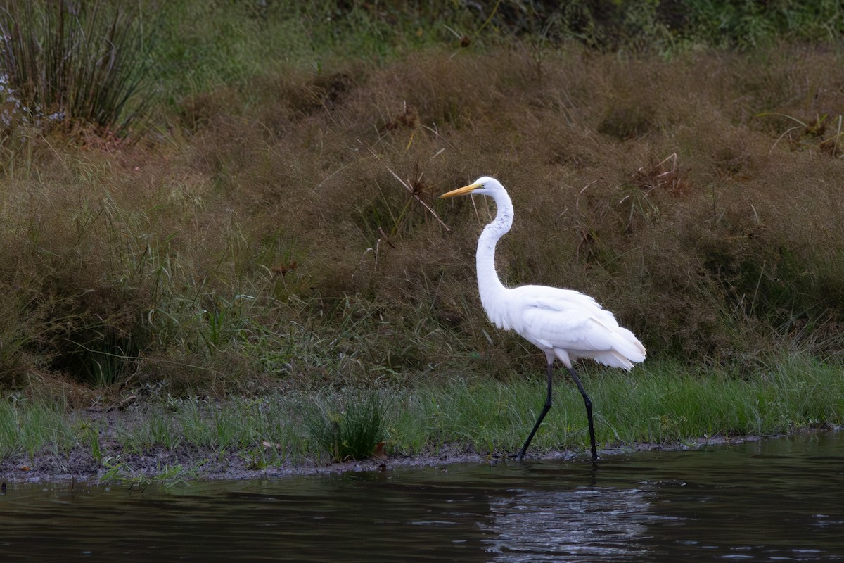 Great Egret - ML643191501